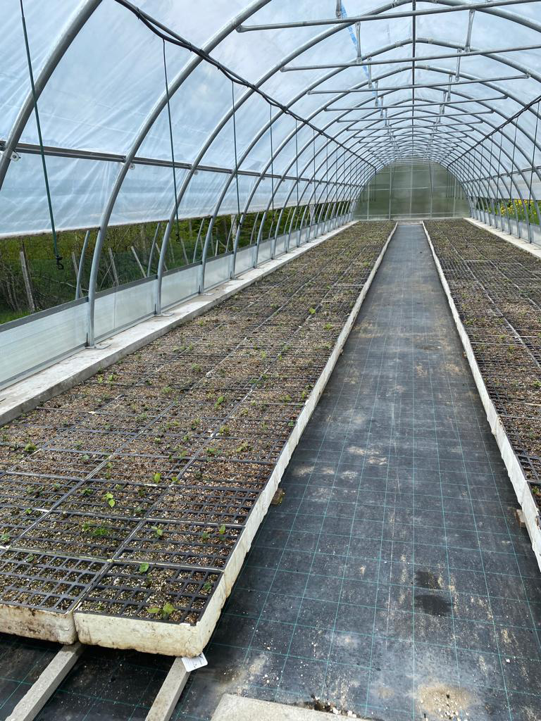 Seminiere_per_foreste_The_IES_Group_piantine_appena_nate