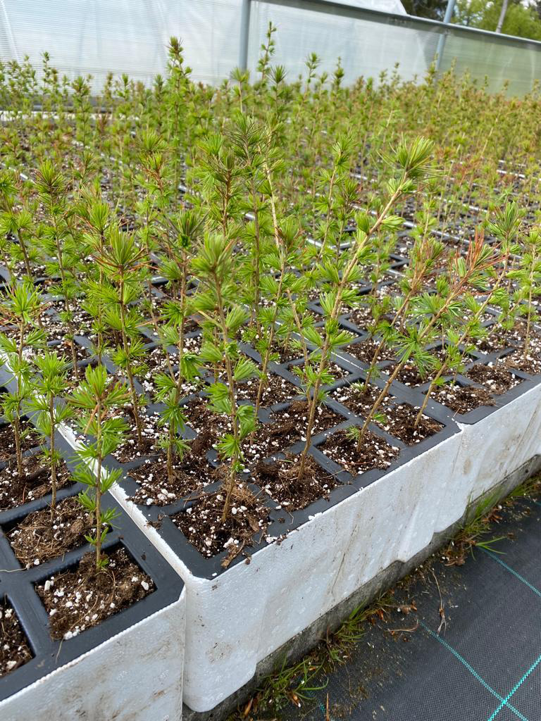 Seminiere_per_foreste_Piene