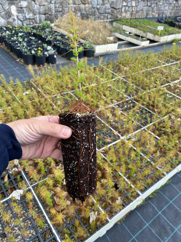 Seminiere_per_foreste_Piene_pianta_estratta_2